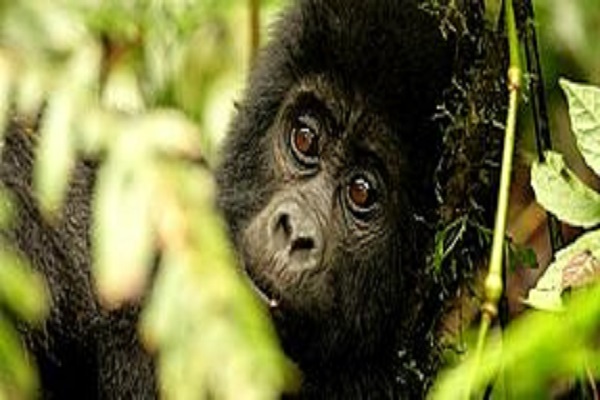 Habibi World Travel Uganda Safari