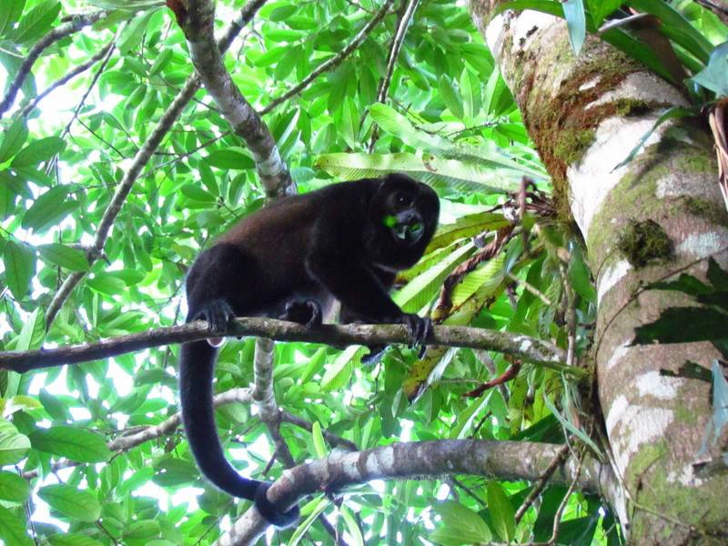 Mexico-Palenque-howler-monkeys 