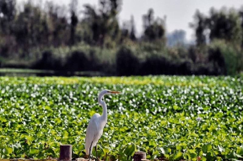 Floating Gardens 0013 - Habibi World Travel & Tour